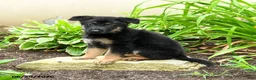 German Shepherd dogs for sale: Kristian - Ad 6