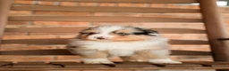Australian Shepherd dogs for sale: Australian Shepherd Puppy 2 Blue Merles - Ad 4