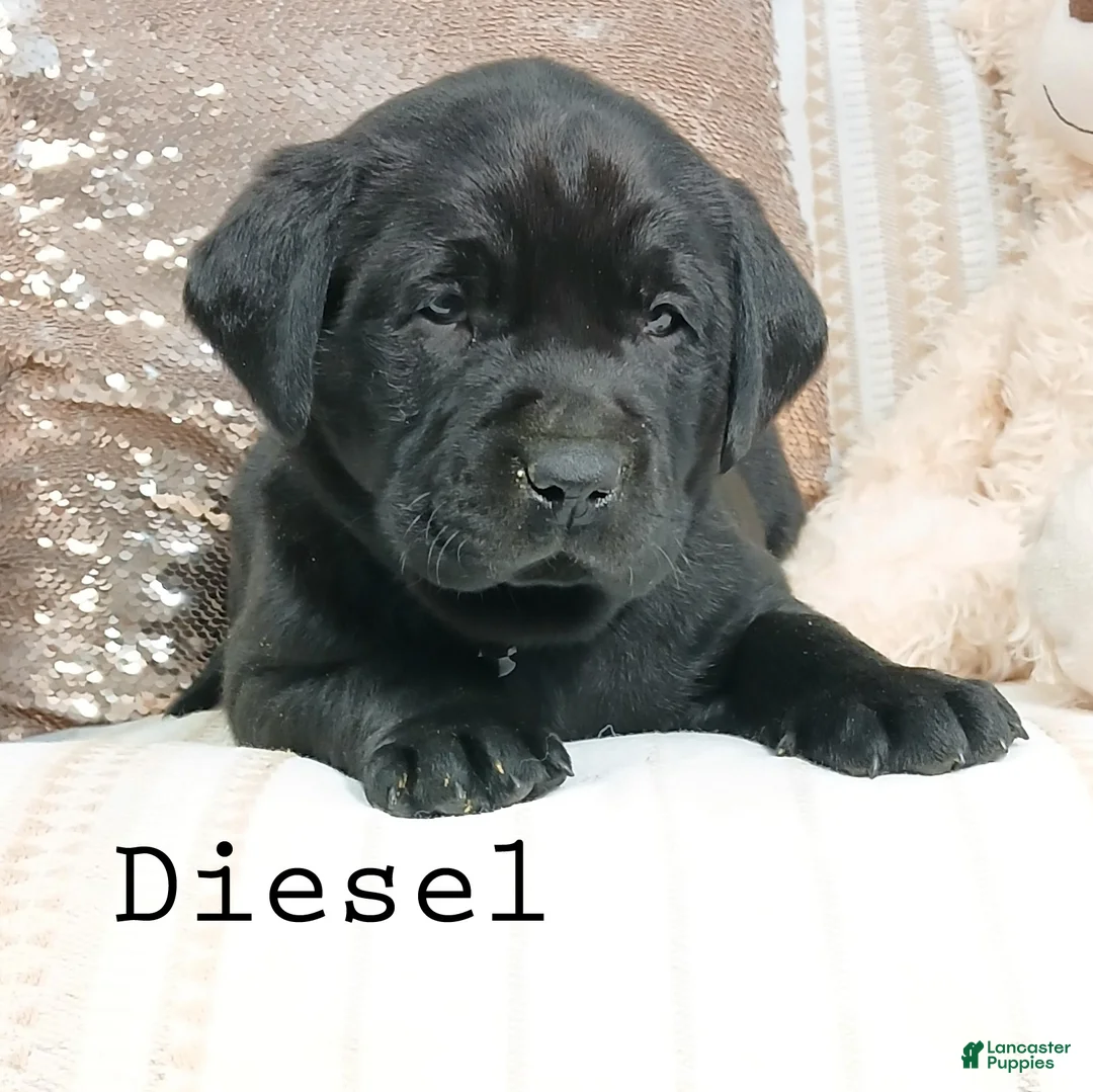 Labrador Retriever dogs for sale: DIESEL - Ad 2