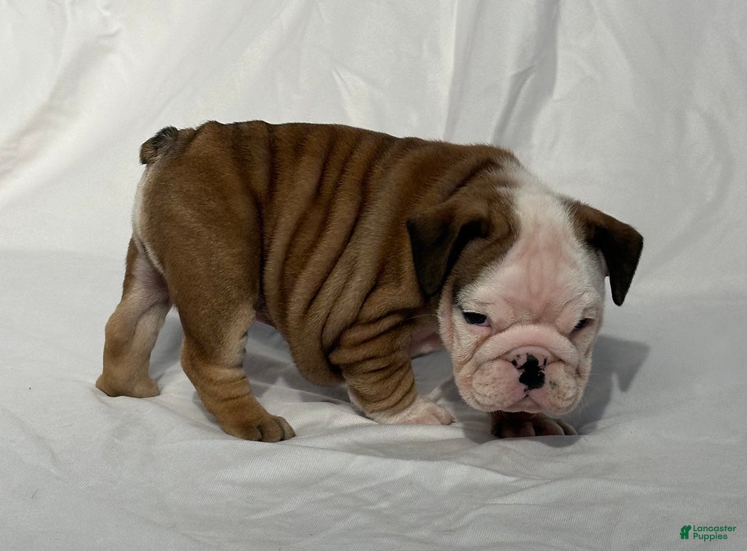 English Bulldog dogs for sale: Casey - Ad 3