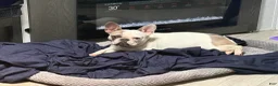 French Bulldog dogs for sale: French Bulldog 1 - Ad 4