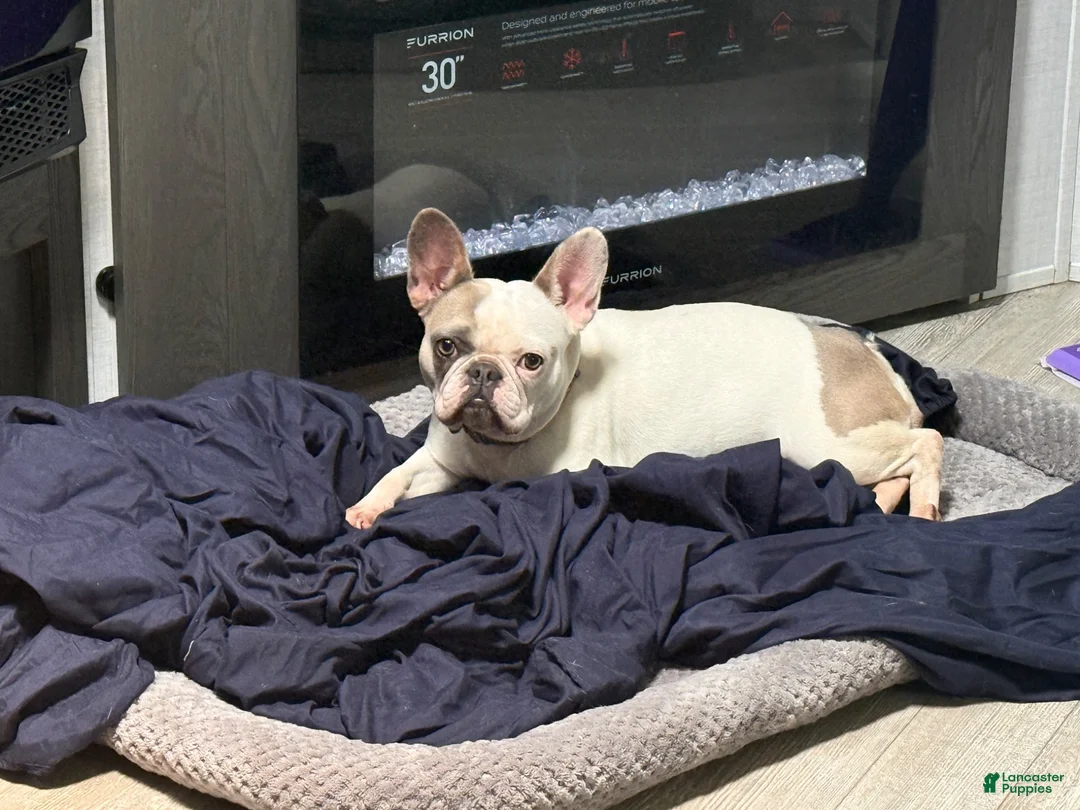 French Bulldog dogs for sale: French Bulldog 1 - Ad 4