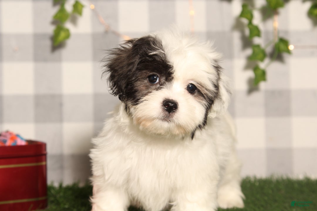 Teddy Bear dogs for sale: Cindy - Ad 1