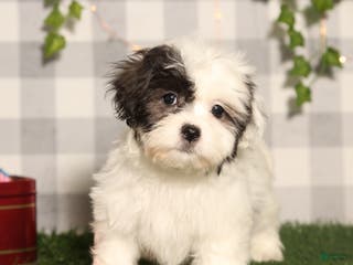 Teddy Bear dogs Cindy - Ad 35