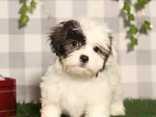 Teddy Bear dogs Cindy - Ad 31