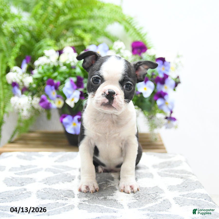 Boston Terrier dogs Kane - Ad 1