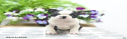 Boston Terrier dogs for sale: Kane - Ad 1
