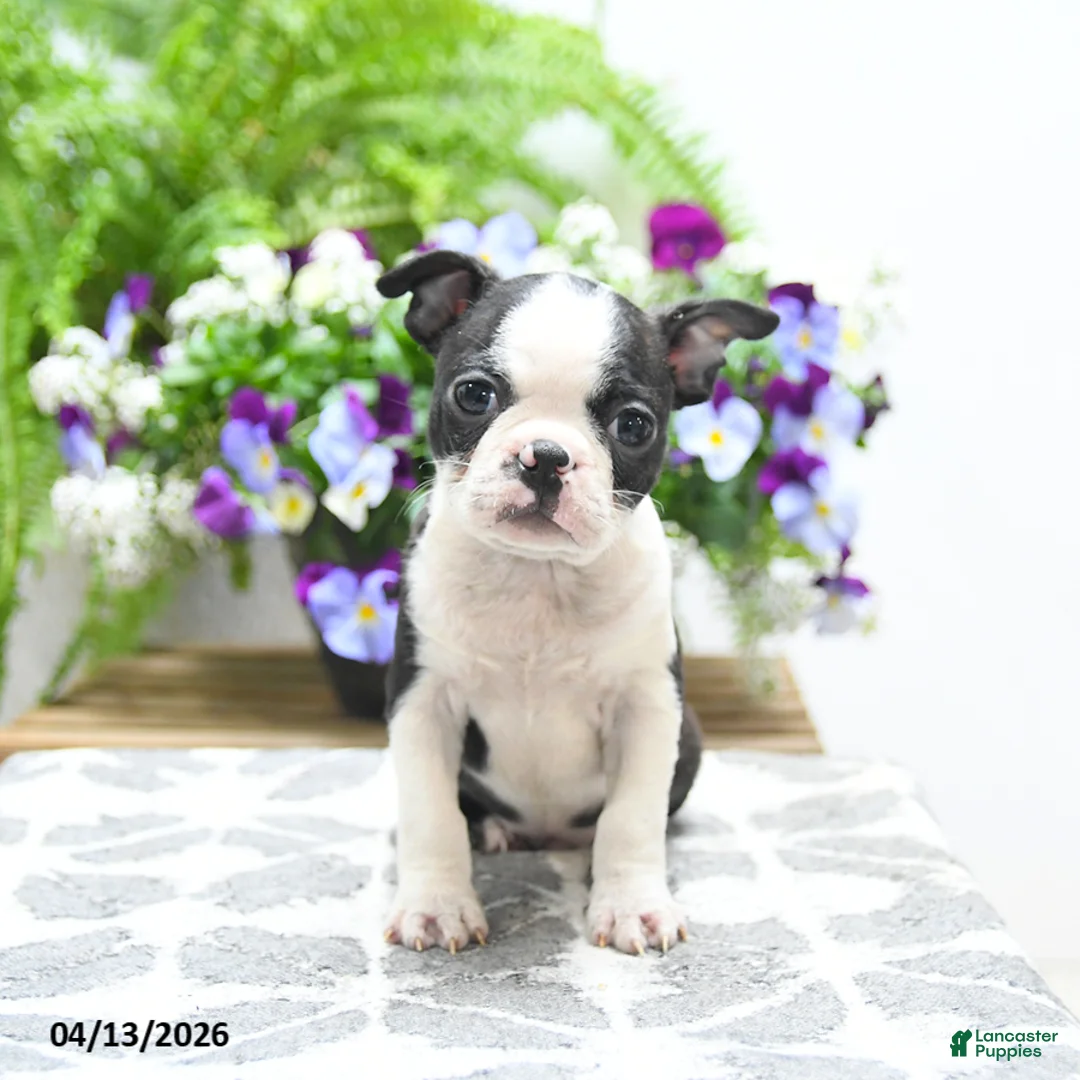 Boston Terrier dogs for sale: Kane - Ad 1