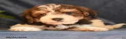 Bichpoo dogs for sale: Skyler - Ad 4