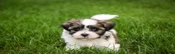 Havanese dogs for sale: Happy - Ad 4