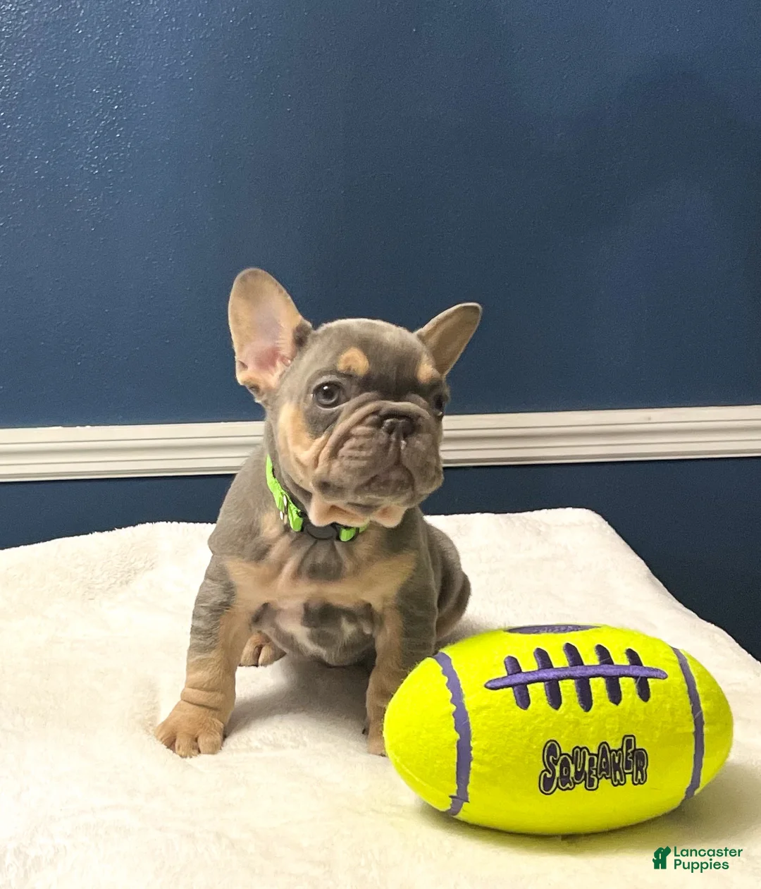 French Bulldog dogs for sale: Dunkin - Ad 4