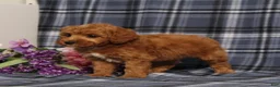 Miniature Poodle dogs for sale: AKC Quartz - Ad 4