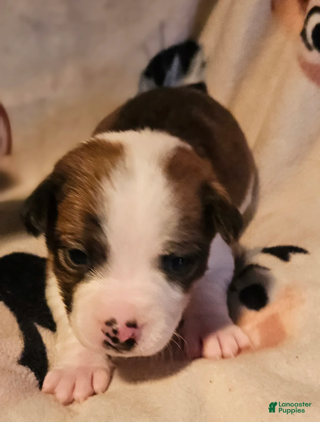 Chihuahua dogs for sale: Charley - Ad 1