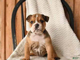 English Bulldog dogs for sale: Marigold - Ad 2