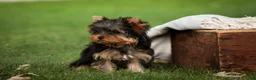 Yorkshire Terrier dogs for sale: Damon Yorkshire Terrier  - Ad 8