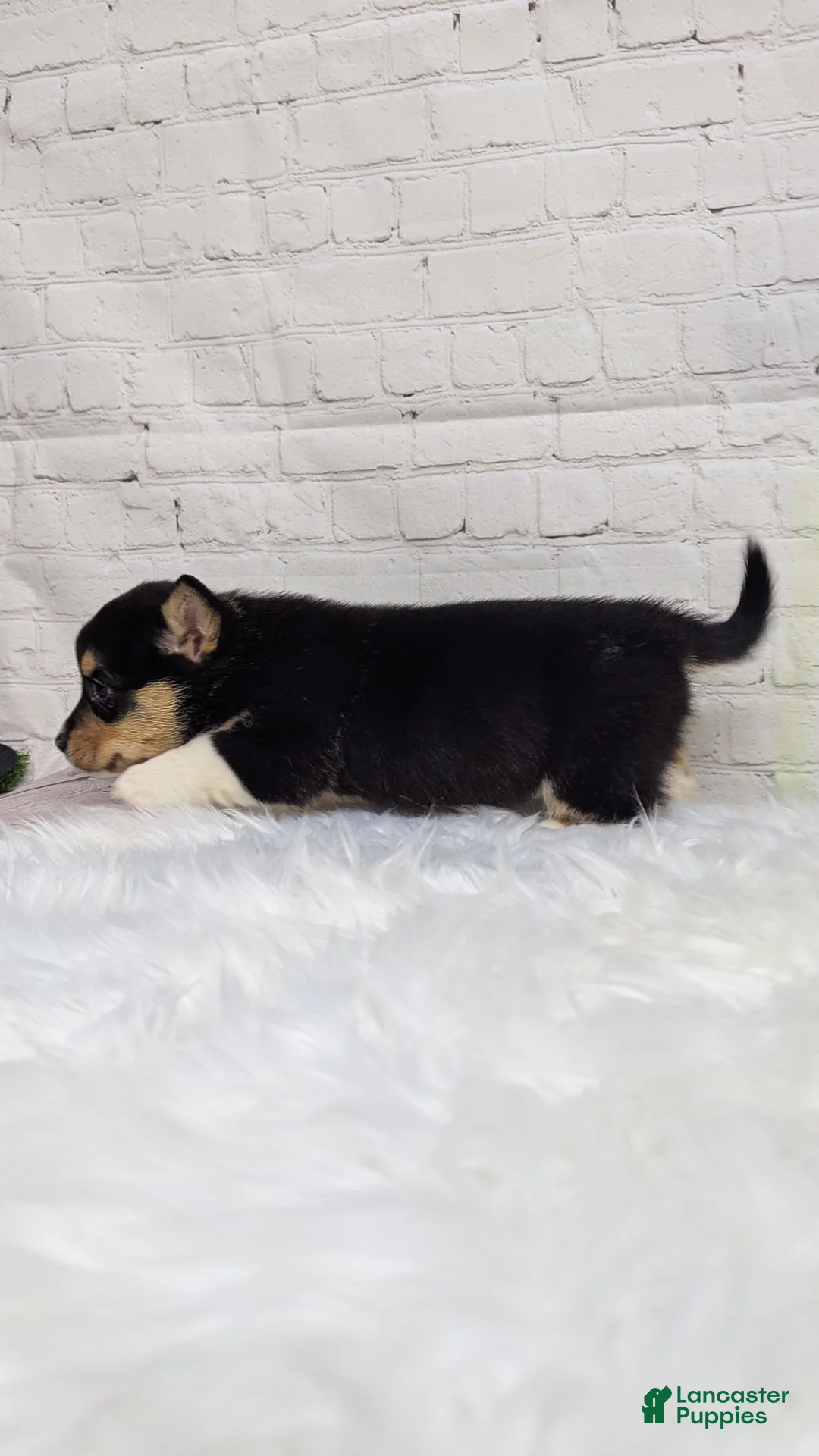 Welsh Corgi Pembroke dogs for sale: Bruno  - Ad 4