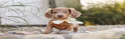 Dachshund dogs for sale: Amelia - Ad 14