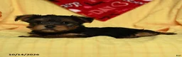 Yorkshire Terrier dogs for sale: Chanel - Ad 5