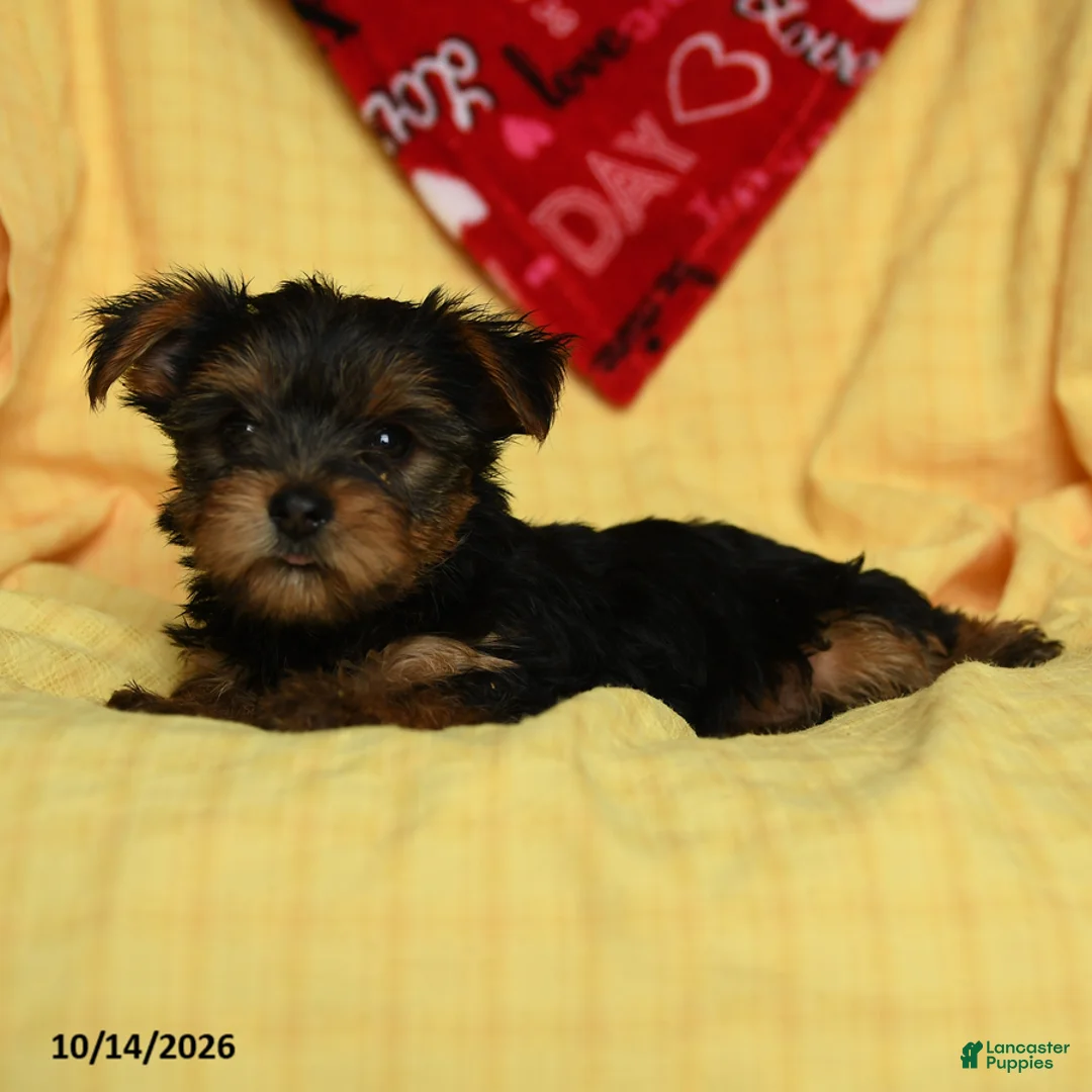 Yorkshire Terrier dogs for sale: Chanel - Ad 5