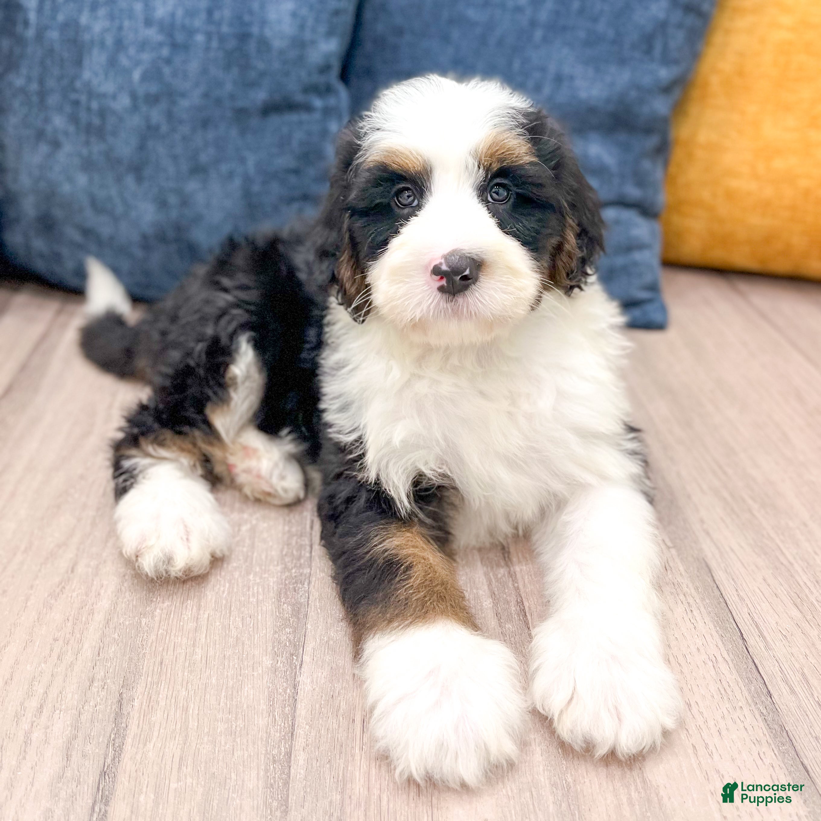 Mini Bernedoodle dogs Buster - Ad 2