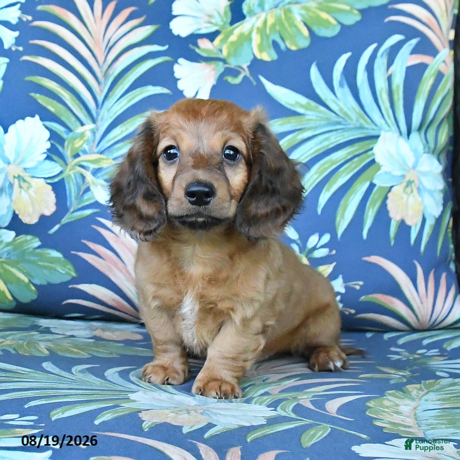 Miniature Dachshund dogs Rusty - Ad 1