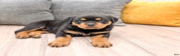 Rottweiler dogs for sale: Skye - Ad 4