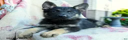 German Shepherd dogs for sale: Axel - Ad 4
