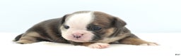 Mixed Breed dogs for sale: Savanna Tiny mini bulldog  - Ad 14