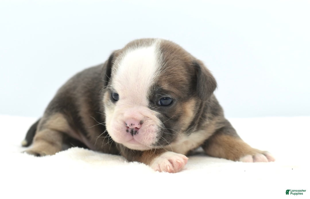 Mixed Breed dogs for sale: Savanna Tiny mini bulldog  - Ad 14