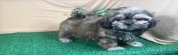 Shih Tzu dogs for sale: Shih Tzu 2 - Ad 3