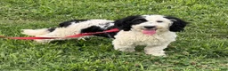 Labradoodle dogs for sale: Oreo - Ad 3