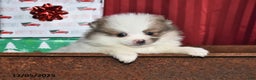 Pomeranian dogs for sale: Nicole - Ad 1