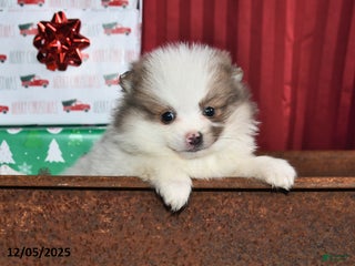 Pomeranian dogs Nicole - Ad 36