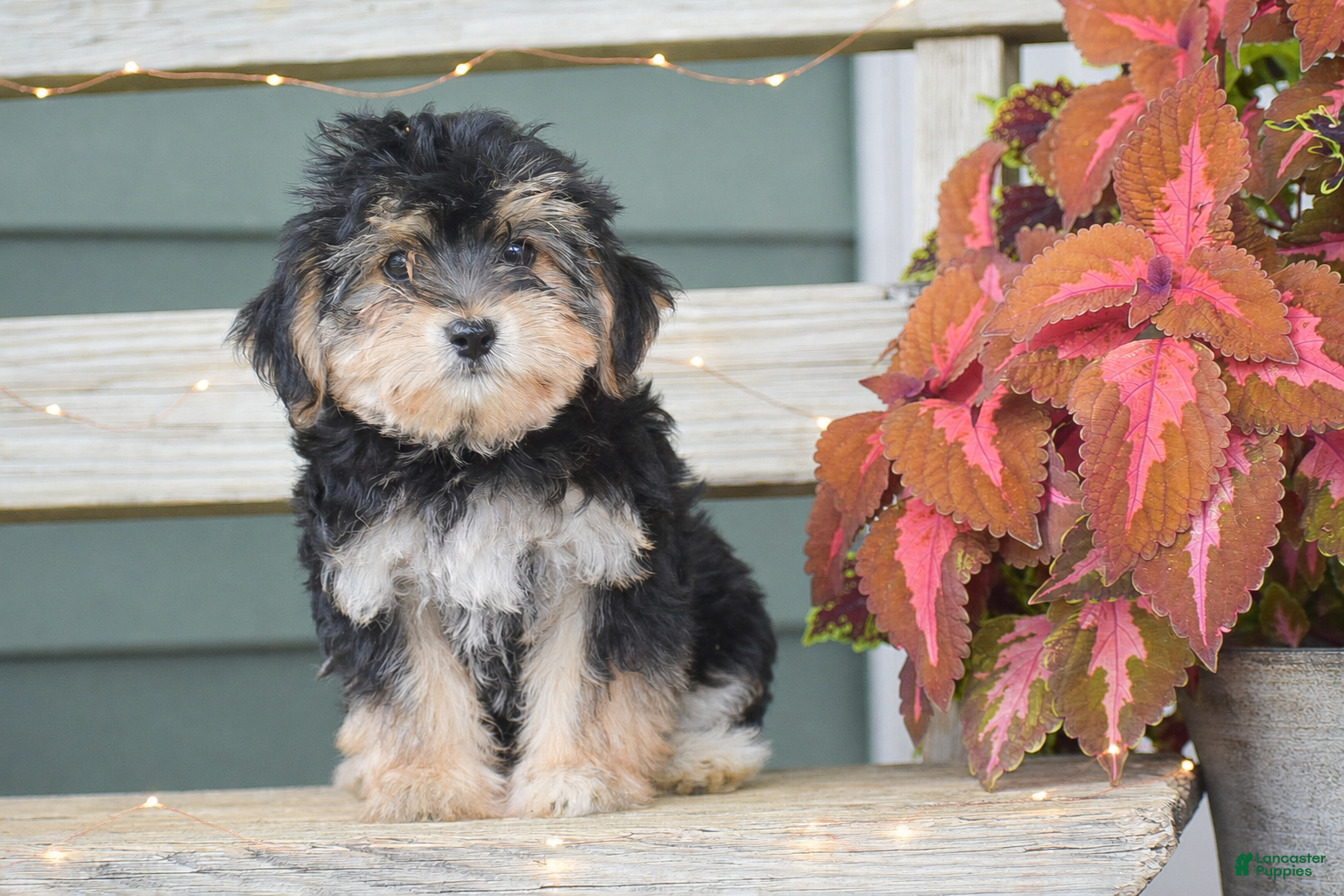 Morkie dogs Sage - Ad 1