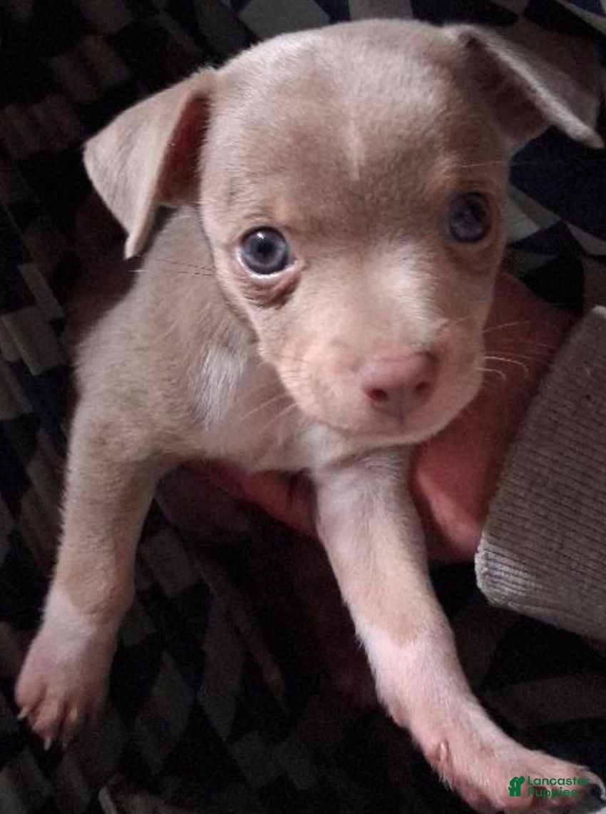 Chihuahua dogs Leo - Ad 41