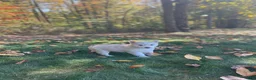 Gerberian Shepsky dogs for sale: Skye - Ad 4