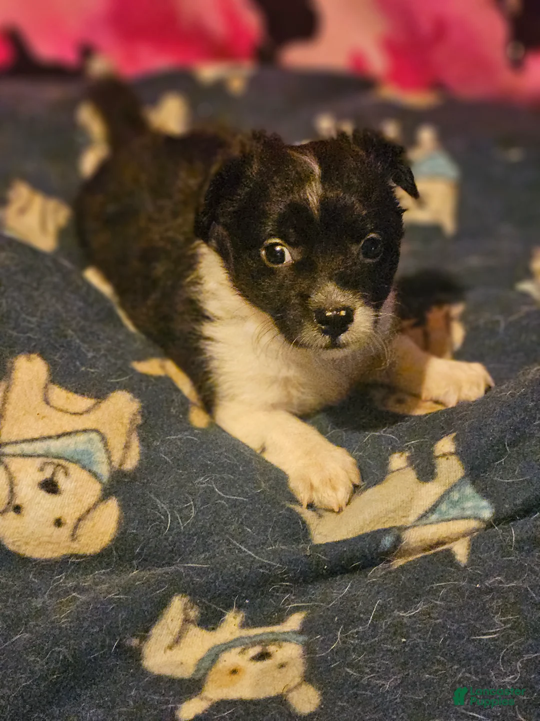 Chihuahua dogs for sale: Butter (T-Cup) - Ad 1