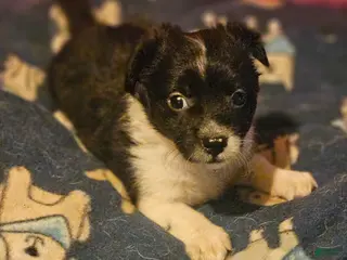 Chihuahua dogs Butter (T-Cup) - Ad 26