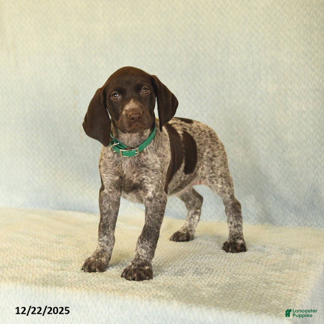 German Shorthaired Pointer dogs for sale: Taffy - Ad 4