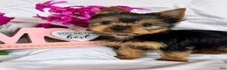 Yorkshire Terrier dogs for sale: Yorkshire Terrier Puppy 4 - Ad 3