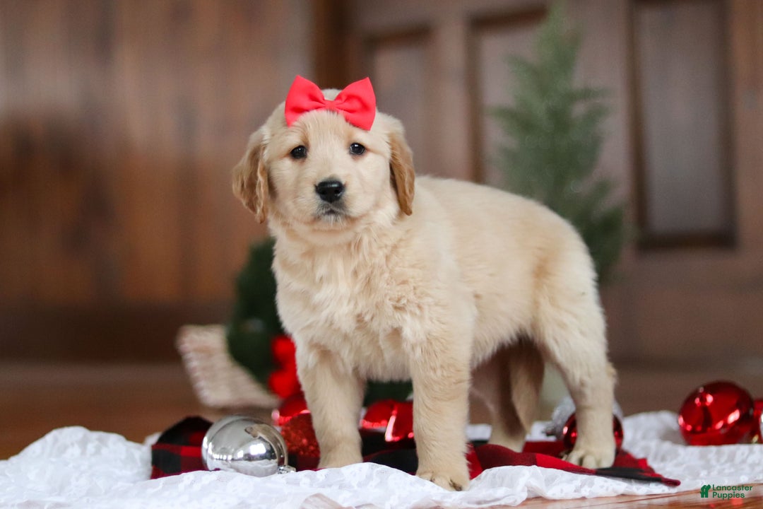 Golden Retriever dogs for sale: Honey - Ad 6