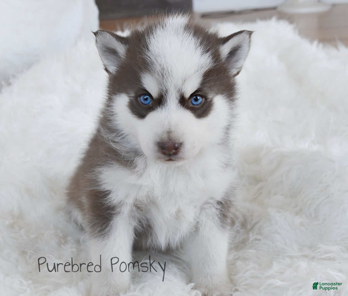 Pomsky dogs Moose Chocolate Pomsky - Ad 27