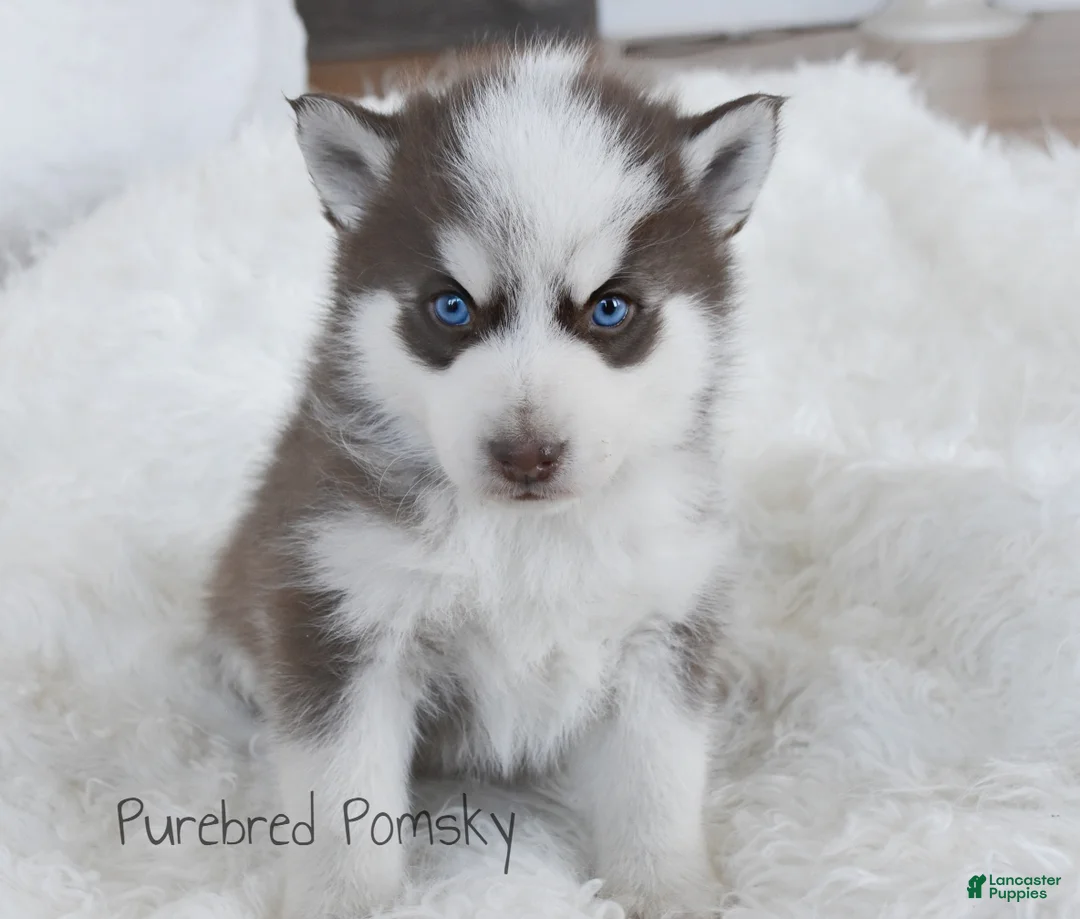 Pomsky dogs for sale: Moose Chocolate Pomsky - Ad 1