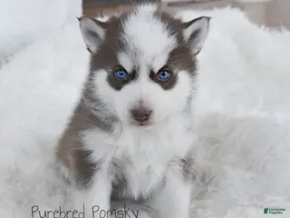 Pomsky dogs Moose Chocolate Pomsky - Ad 3