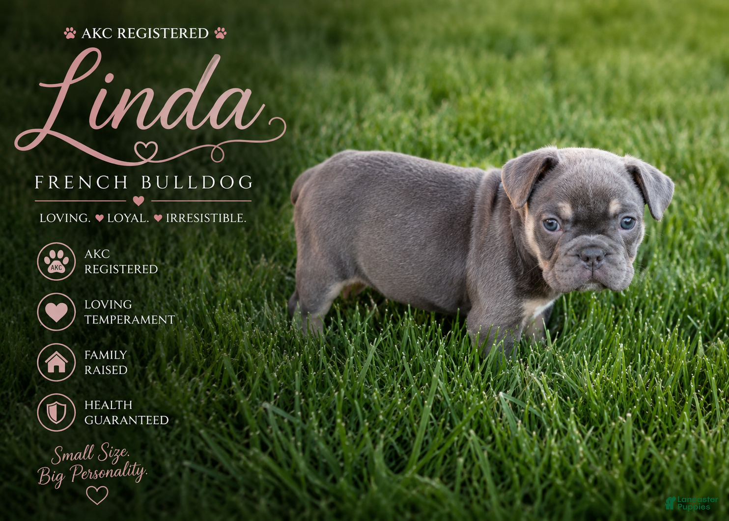 French Bulldog dogs Linda - Ad 1