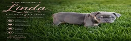 French Bulldog dogs for sale: Linda - Ad 1