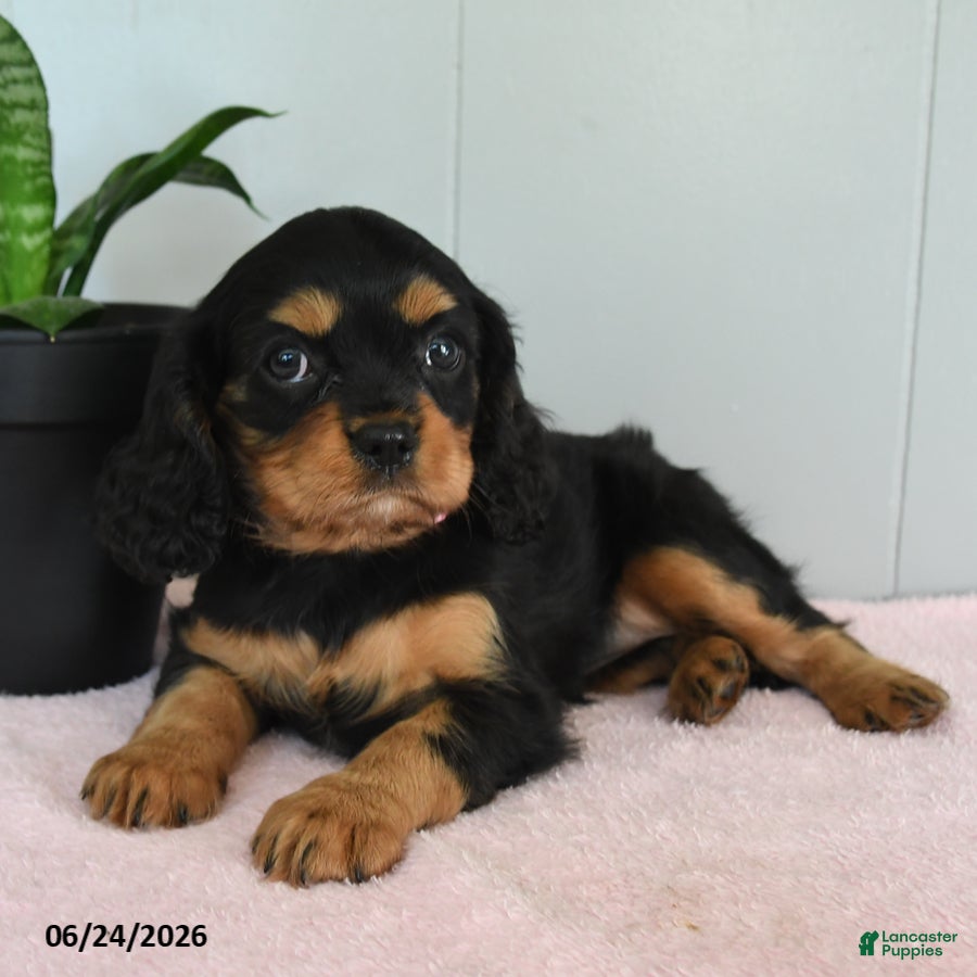 Cavalier King Charles Spaniel dogs Sunrise - Ad 2