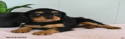 Cavalier King Charles Spaniel dogs for sale: Sunrise - Ad 2