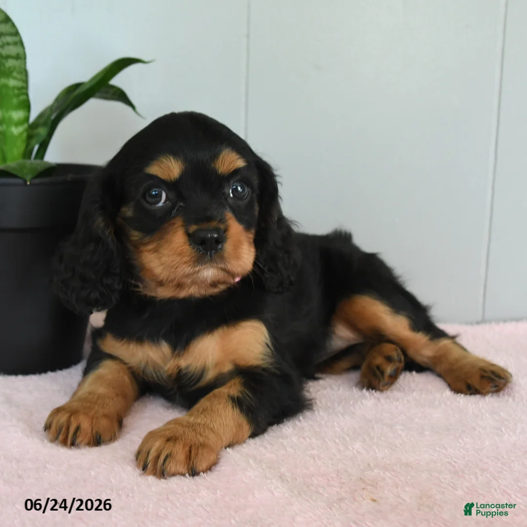 Cavalier King Charles Spaniel dogs for sale: Sunrise - Ad 2