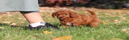 Cavapoo dogs for sale: Pearl - Ad 16